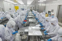 Chế biến tôm xuất khẩu. (Ảnh: TTXVN phát)