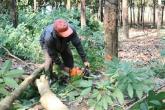 Người dân tự nguyện chặt hạ cây trồng, bàn giao mặt bằng cho Nhà nước làm đường. (Ảnh: TTXVN phát)