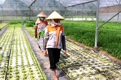 Mô hình sản xuất nông nghiệp theo hướng công nghệ cao tại xã Minh Tân, huyện Lương Tài, tỉnh Bắc Ninh. (Ảnh: Đinh Văn Nhiều/TTXVN)