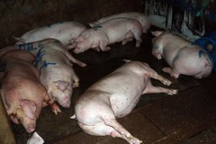 Ảnh chỉ có tính minh họa. (Ảnh: Thanh Liêm/TTXVN)