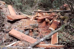 Vụ phá rừng tại Tiểu khu 408, Vườn Quốc gia Yok Đôn. (Ảnh: Phạm Cường/TTXVN)