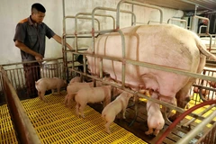 Trang trại chăn nuôi lợn. (Ảnh: Vũ Sinh/TTXVN)