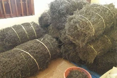 Ký Nghị định thư xuất khẩu thạch đen của Việt Nam sang Trung Quốc