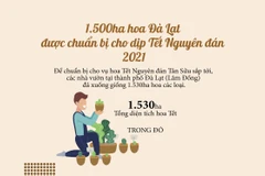 [Infographics] 1.500ha hoa Đà Lạt chuẩn bị cho dịp Tết Nguyên đán