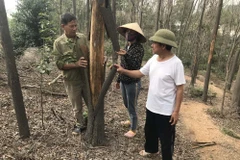 Người dân có thể dùng tay bóc lớp vỏ của cây bị chết cháy. (Ảnh: Tiến Vĩnh/TTXVN)