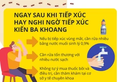 Hà Nội: Nhiều ca bệnh viêm da nặng do tiếp xúc với kiến ba khoang