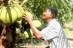 Ông Thạch Chanh, xã Hoà Tân (Cầu Kè, Trà Vinh) thu hoạch dừa sáp. (Ảnh: Thanh Hòa/TTXVN)