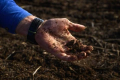 Một nắm đất từ ​​một cánh đồng mới gieo hạt cải dầu được phủ bằng chế phẩm xử lý nấm của Loam Bio, gần Canowindra, Australia.(Nguồn: Japan Times)