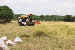 Thu hoạch lúa Hè Thu tại xã Tân Mỹ, huyện Thanh Bình (Đồng Tháp). (Ảnh: Nguyễn Văn Trí/TTXVN)