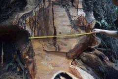 Một cây hương cổ thụ bị chặt hạ tại hiện trường. (Ảnh: Hoài Nam/TTXVN)