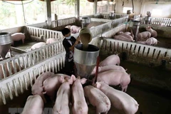 (Ảnh minh họa: Vũ Sinh/TTXVN)