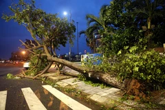 Cây xanh bị bão số 9 quật ngã trên nhiều tuyến đường ở Đà Nẵng. (Ảnh: Trần Lê Lâm/TTXVN)
