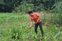 Một gia đình thoát nghèo nhờ vay vốn trồng cây sầu riêng và xen canh cây ngô. (Ảnh: Sỹ Tuyên/TTXVN)