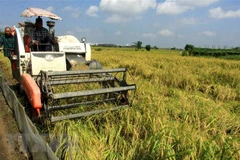 Thu hoạch lúa mùa tại xã Song An, huyện Vũ Thư, Thái Bình. (Ảnh: Thế Duyệt/TTXVN)