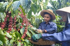 Thu hái càphê khi đã đủ độ chín. (Ảnh: Hưng Thịnh/TTXVN)