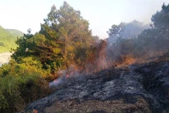 Người dân đốt thực bì để có đất trồng rừng làm ảnh hưởng đến rừng thông. (Ảnh: TTXVN phát)