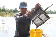 Ảnh minh họa. (Nguồn: TTXVN)