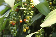 Ảnh minh họa. (Nguồn: TTXVN)