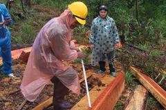 Các cây thông bị cưa hạ có đường kính từ 30-60cm dài khoảng 20m. (Ảnh: TTXVN phát)