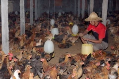 Oman gỡ bỏ lệnh cấm nhập khẩu sản phẩm gia cầm từ Việt Nam