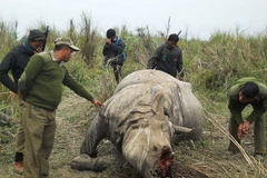 Nam Phi: Số tê giác bị săn trộm lên cao kỷ lục trong năm 2014