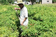 Hải Phòng: Cách chức Chủ tịch, Phó Chủ tịch UBND xã Việt Tiến