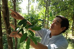 Lão kỹ sư từ quan lên núi trồng dó bầu tạo trầm hương