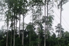 Hà Giang: Quần thể Chò Chỉ gần 600 năm được công nhận di sản