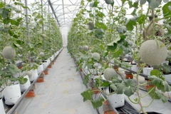 Năm 2020: Việt Nam sẽ có 10 khu nông nghiệp ứng dụng công nghệ cao