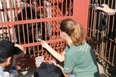 Cứu hộ khẩn cấp gấu quý bị suy kiệt sức khỏe tại tỉnh Quảng Ninh. (Ảnh: Tổ chức Động vật Châu Á cung cấp)