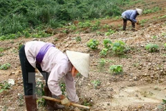 Ảnh minh họa. (Nguồn: TTXVN)