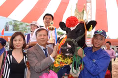 Ban tổ chức trao Vương miện Hoa hậu bò sữa Mộc Châu 2015 cho 'cô' bò mang ký hiệu 664. (Ảnh: Hùng Võ/Vietnam+)