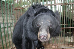 Cả nước còn khoảng 1.250 cá thể gấu bị nuôi nhốt trong các trang trại