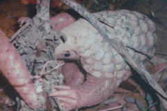 Đề xuất công khai các cá nhân, cửa hàng buôn bán động vật hoang dã