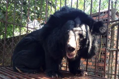 Trên toàn địa bàn tỉnh Quảng Ninh chỉ còn duy nhất một cá thể gấu đang bị nuôi nhốt trang trại. (Ảnh: Tổ chức ĐVCA cung cấp)