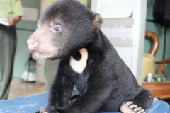 Cá thể gấu chó con được giải cứu tại vùng cao biên giới tỉnh Sơn La. (Ảnh: Tổ chức Động vật Châu Á cung cấp)