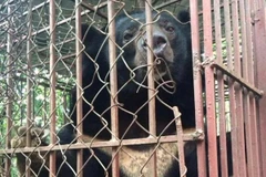 Cá thể gấu được cứu hộ tại tỉnh Quảng Ninh. (Ảnh: Tổ chức Động vật châu Á cung cấp)