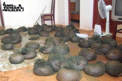 70 cá thế tê tê đạt tiêu chuẩn sức khỏe đang chờ thả về rừng. (Ảnh: Trung tâm Nghiên cứu và Bảo tồn Động vật hoang dã cung cấp)