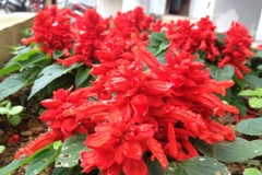 [Photo] Rực rỡ sắc hoa trên đỉnh trời Cao nguyên đá Đồng Văn 