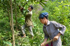 Ảnh minh họa. (Nguồn: TTXVN) 