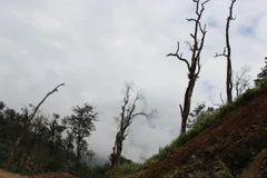 Tan hoang nhiều khu rừng sau chuyển đổi. (Ảnh: Mai Mạnh/Vietnam+)