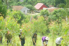 Phó Thủ tướng yêu cầu hoàn thành trồng rừng thay thế trong năm 2015