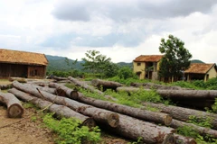Một bãi gỗ bị tịch thu từ các vụ lâm tặc khai thác trái phép tại huyện Di Linh. (Ảnh: Hùng Võ/Vietnam+)