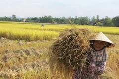 [Photo] Nông dân xứ Nghệ cải tiến công nghệ thu hoạch lúa 