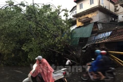 Cây đổ trên phố Trần Xuân Soạn. (Nguồn: Vietnam+)