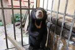 Giải cứu thành công chú gấu chó bị buôn bán ở gần vùng biên giới 