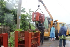 Công tác cứu hộ 7 cá thể gấu bị nuôi nhốt tại tỉnh Quảng Ninh về Vườn Quốc gia Tam Đảo. (Ảnh: Tổ chức Động vật Châu Á cung cấp)