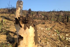 Trồng rừng ở Tuyên Quang: Những con số thống kê ấn tượng trên... giấy?