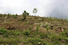 Những quả đồi bị cạo trọc cây ở huyện Di Linh, tỉnh Lâm Đồng. (Ảnh: Hùng Võ/Vietnam+)
