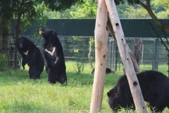Các cá thể gấu vui đùa trong khu bán hoang dã tại Vườn quốc gia Tam Đảo. (Ảnh: Hùng Võ/Vietnam+)